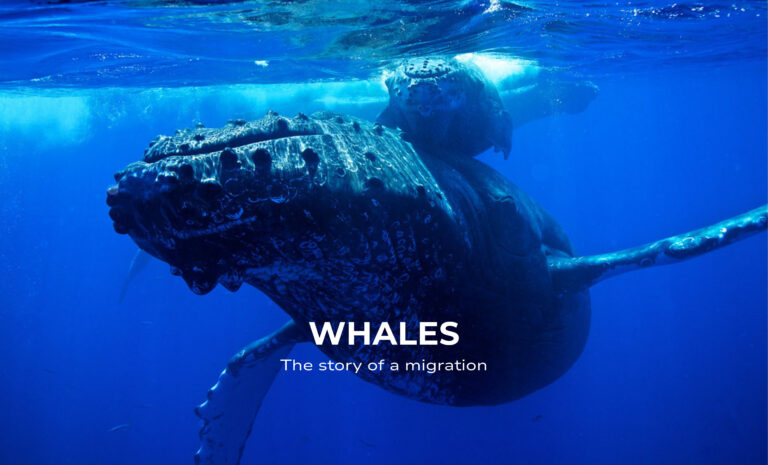 Whales